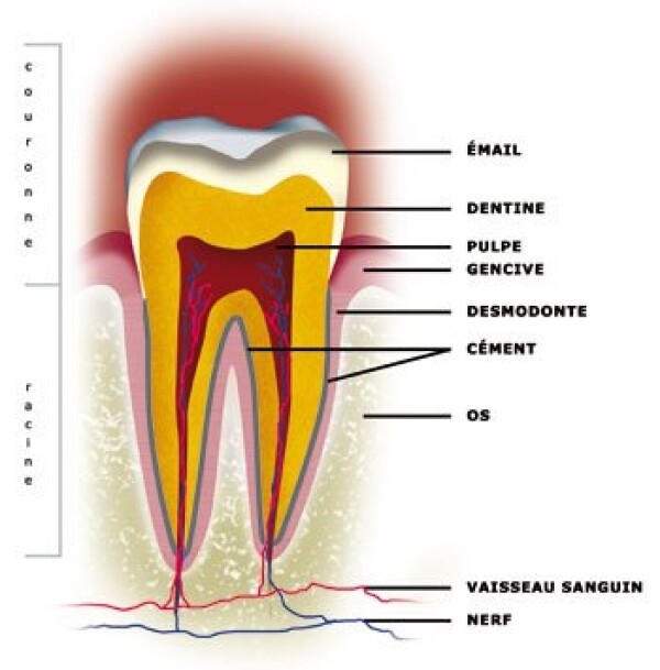 HOW IS A TOOTH BUILT ?